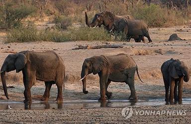 [사이테크+] "사회성 높은 동물일수록 더 오래 살고 오래 번식한다"