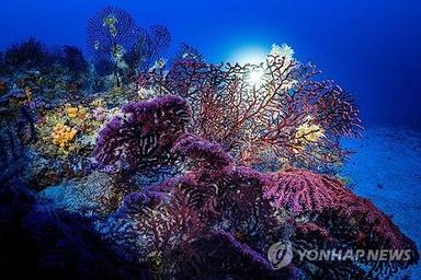 "세계 바닷물 산성화, 이미 생태계 붕괴 한계 넘어섰다"