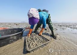 끓는 바다…이대로면 25년 뒤 바지락 생산량 '반토막'