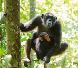 [사이테크+] "침팬지의 의사소통은 모계 학습 결과…유전 아닌 듯"