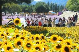 추석연휴 인제 가을꽃 축제 18만명 방문…볼거리·먹거리 '풍성'