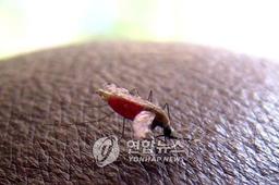 [아프리카는] (88)여전한 말라리아 공포…기후위기에 더 무섭다