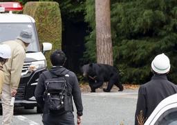 日, 곰 습격 잦은 아키타현에 자위대 투입…퇴치 활동 지원