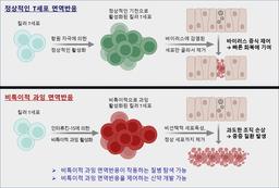 면역세포가 바이러스 아닌 우리 몸 공격하는 원리 밝혔다