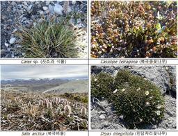 "북극이 녹색으로 변한다…기후변화로 지구 최북단 녹화현상"