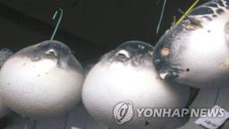 복어 직접 요리해 먹다 중독 증상…4명 병원 이송