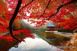 '눈부신 옷 입은' 내장산 단풍 "다음 주 절정 예상"