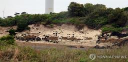 [해안사구의 재발견] ① 제주 김녕사구, 국내 최대 사구에서 소형 사구로