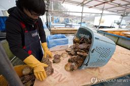 日수산물, 오염수 방류 후 첫 中수출…홋카이도 가리비 출하(종합)