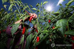 잦은 비·병충해로 올해 고추 생산량 10%↓…재배면적 최소