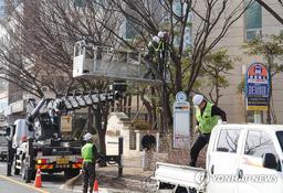 5년간 서울서 축구장 21개 면적의 가로수 사라져