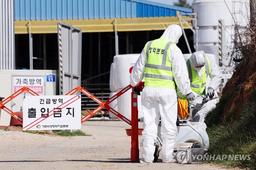 국내서 2년 만에 구제역…전국서 백신 접종 시작(종합3보)