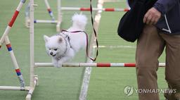 모든 반려동물 영업장에 CCTV…정부, 동물보호법 시행령 개정