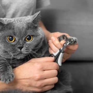 愛猫の『爪』は切らないとダメ！放置が危険なワケ3つ　うまく切るアドバイスも