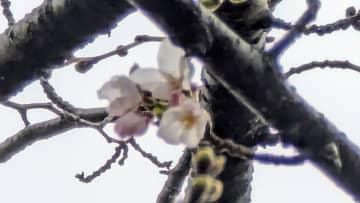 名古屋でサクラ開花　去年より11日遅く平年より4日遅い　4月上旬には満開の見込み
