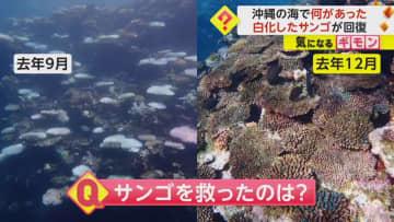 【92.8%から50.2%に】日本最大サンゴ礁の“白化現象が”回復　海水温度を下げ“白化率”低...